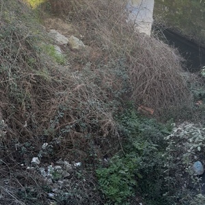 IMG_8109.jpeg